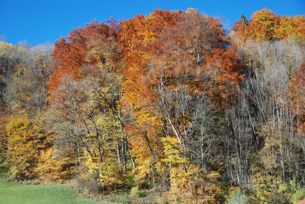 Herbstwald