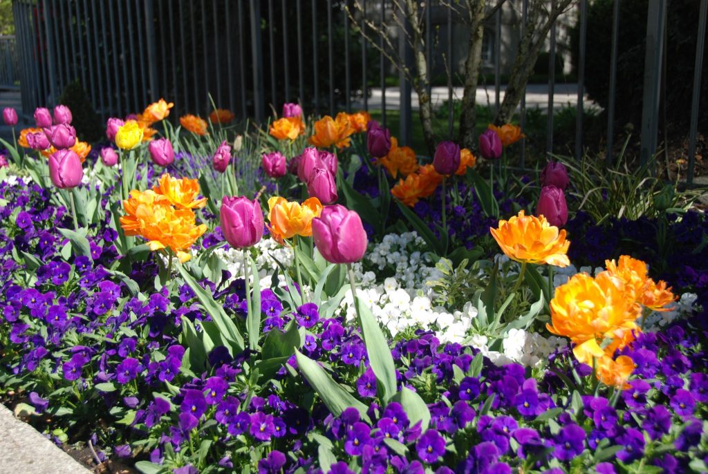 Frühlingsblumen in der Fußgängerzone