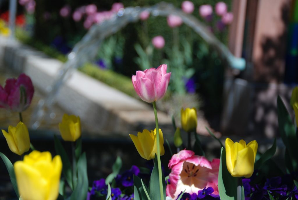 Tulpen am Kurmittelhaus im Frühjahr