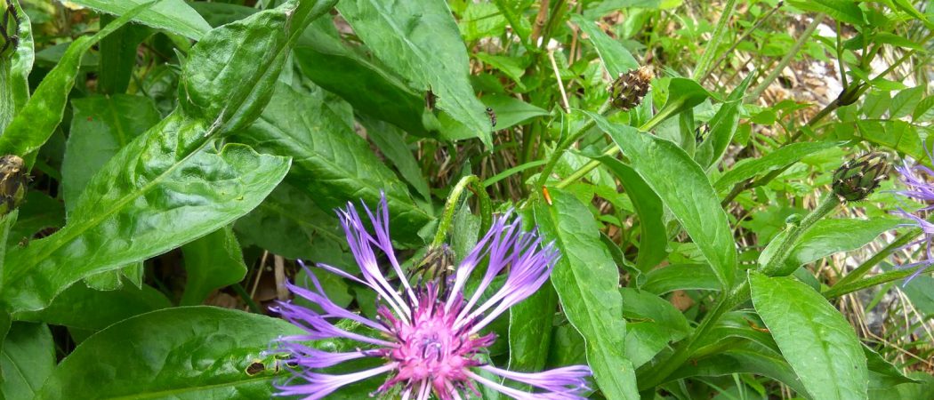 Wanderung - Blumen am Wegrand