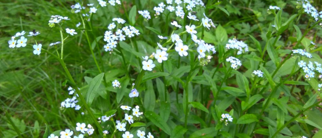 Frillensee - Rundweg / Blumen