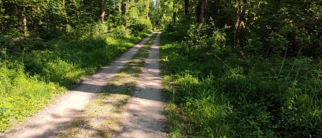 Radweg durch Auenlandschaft